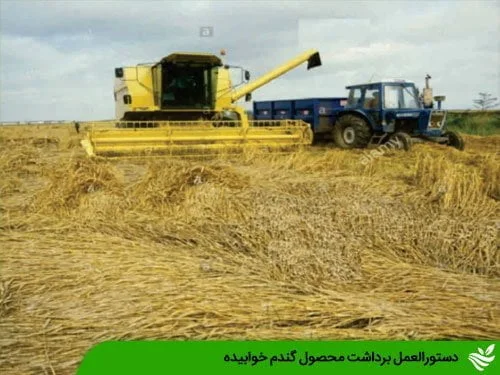 دستورالعمل برداشت محصول گندم خوابیده