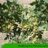 مقدمه ای بر مراحل احداث و مدیریت باغ پسته