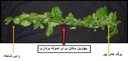 نحوه صحیح نمونه برداری از آب و گیاه