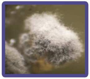 شکل ۶- شکل ظاهری پرگنه قارچ Ramularia روی محیط عصاره مالت آگار ۲درصد