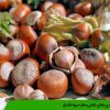 بیماری های تلخی مغز میوه فندق