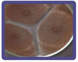 شکل ۴- رشد قارچ Aspergillus niger روی محیط عصاره مالت آگار