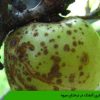 بیماری آتشک در درختان میوه
