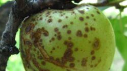 بیماری آتشک در درختان میوه