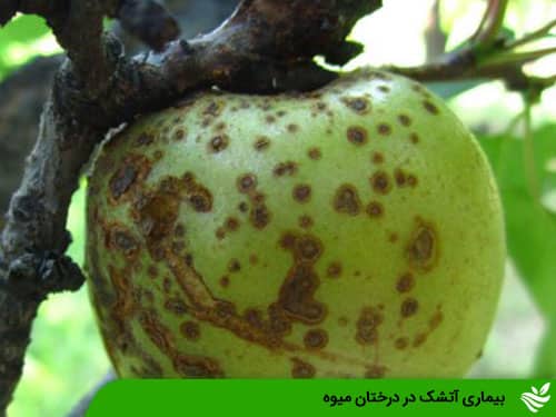 بیماری آتشک در درختان میوه