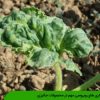 بیماری های ویروسی مهم در محصولات جالیزی
