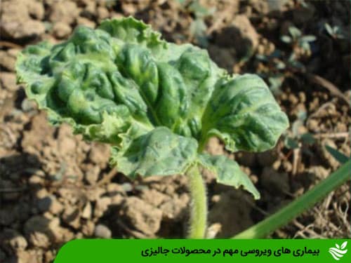 بیماری های ویروسی مهم در محصولات جالیزی