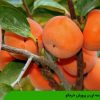 مقدمه ای بر پرورش خرمالو