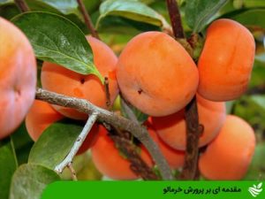 مقدمه ای بر پرورش خرمالو