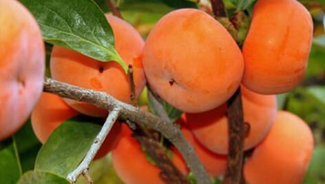 مقدمه ای بر پرورش خرمالو