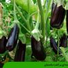 مقدمه ای بر کشت بادمجان