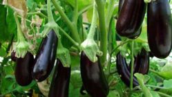 مقدمه ای بر کشت بادمجان