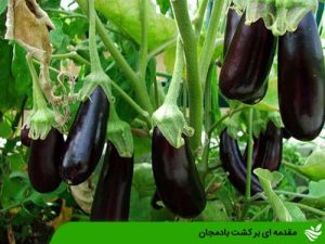 مقدمه ای بر کشت بادمجان