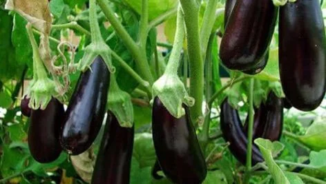 مقدمه ای بر کشت بادمجان