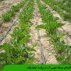 راهکارهای صرفه جویی آب در زراعت چغندرقند