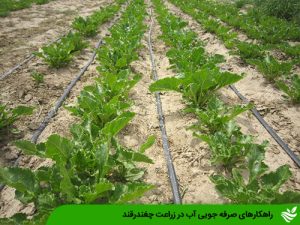 راهکارهای صرفه جویی آب در زراعت چغندرقند