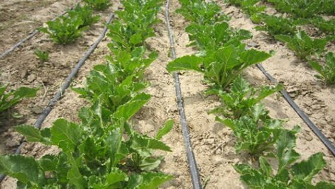 راهکارهای صرفه جویی آب در زراعت چغندرقند