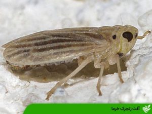 آفت زنجرک خرما