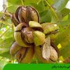 آشنایی با درخت پکان