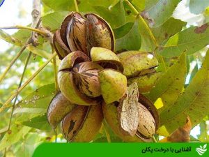 آشنایی با درخت پکان