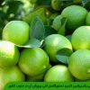 معرفی رقم پرشین لایم و دستورالعمل فنی پرورش آن در جنوب کشور