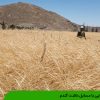 آشنایی با مسایل داشت گندم