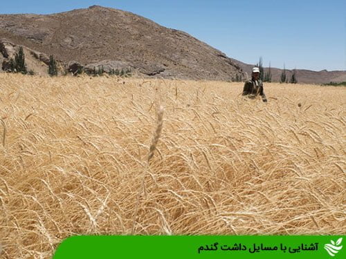 آشنایی با مسایل داشت گندم