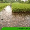 پرورش ماهی در مزارع شالیزار