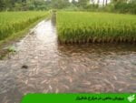 پرورش ماهی در مزارع شالیزار