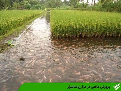 پرورش ماهی در مزارع شالیزار