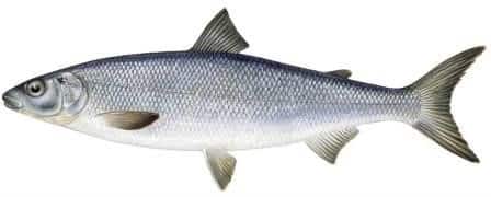 سفید ماهی