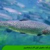 انواع آزاد ماهیان قزل آلا را بشناسیم