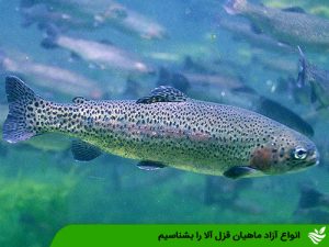 انواع آزاد ماهیان قزل آلا را بشناسیم