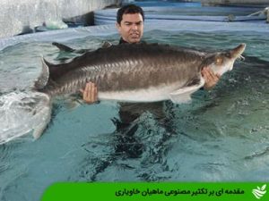 مقدمه ای بر تکثیر مصنوعی ماهیان خاویاری