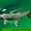چرا ماهی قزل آلای رنگین کمان پرورش دهیم؟