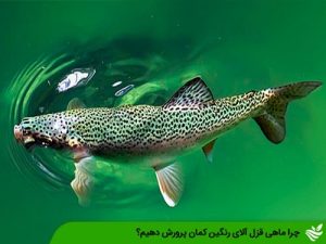 چرا ماهی قزل آلای رنگین کمان پرورش دهیم؟