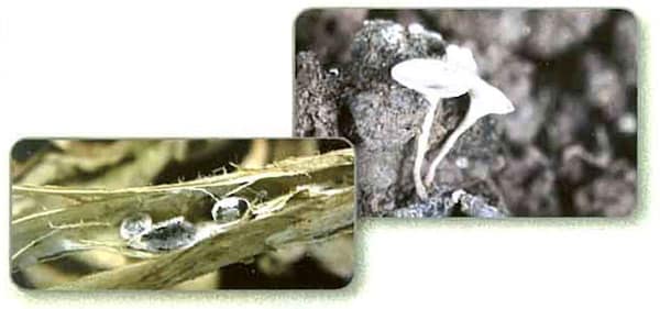 کپک سفید یا پوسیدگی اسکلروتینیایی گوجه فرنگی