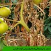 کپک سفید یا پوسیدگی اسکلروتینیایی گوجه فرنگی
