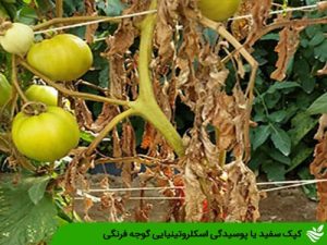 کپک سفید یا پوسیدگی اسکلروتینیایی گوجه فرنگی