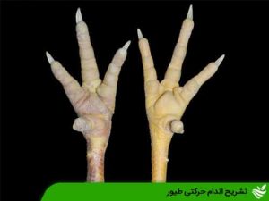 تشریح اندام حرکتی طیور