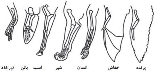 تشریح اندام حرکتی طیور