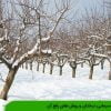 نیاز سرمایی درختان و روش های رفع آن