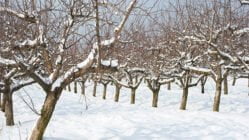 نیاز سرمایی درختان و روش های رفع آن