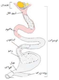 مجراى تخمدان طیور