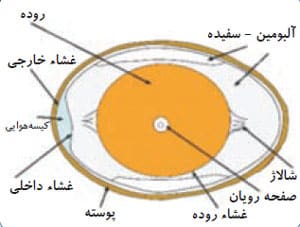 مراحل تشکیل تخم پرنده