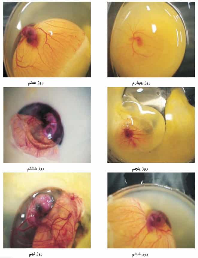 تغییرات روزانه رشد جنینى تخم