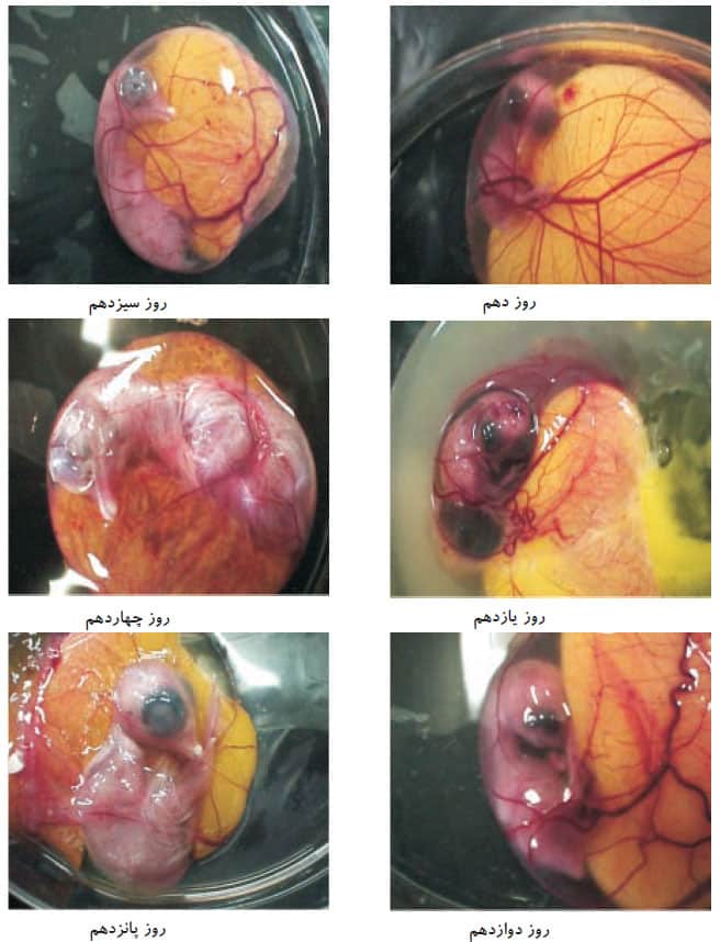 تغییرات روزانه رشد جنینى تخم