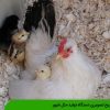 تشریح تصویری دستگاه تولید مثل طیور