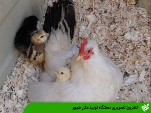 تشریح تصویری دستگاه تولید مثل طیور