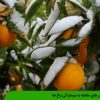 روش های مقابله با سرمازدگی باغ ها